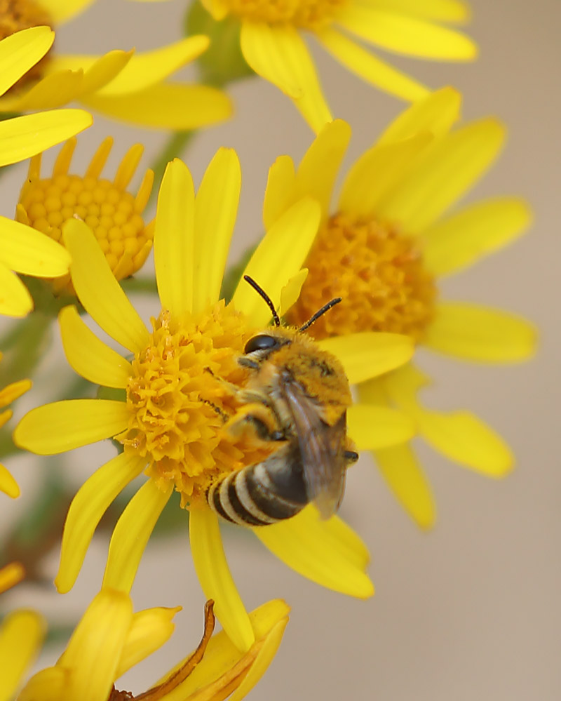 Colletes